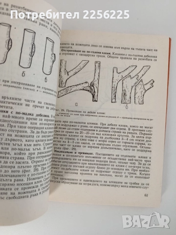 Резитба на овощните растения, снимка 5 - Специализирана литература - 52848996