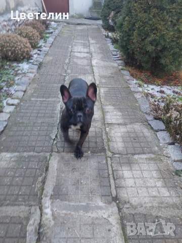 Френски булдог, снимка 4 - Френски булдог - 53106288