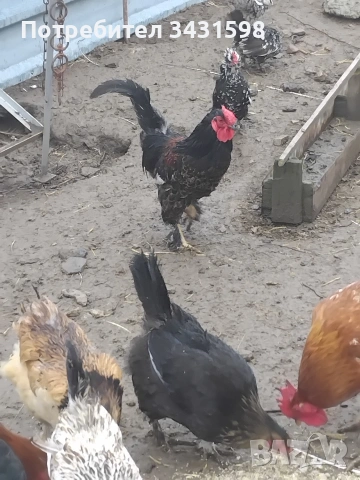 продавам петел