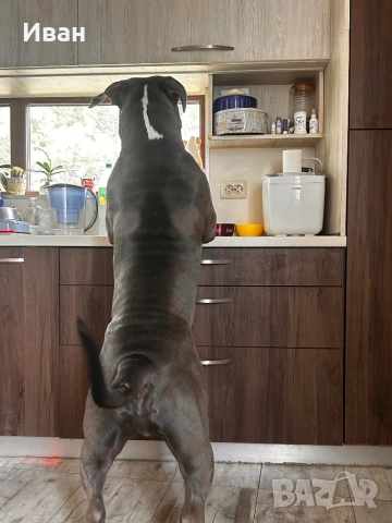 Мъжки були хл , снимка 3 - Други - 53999136