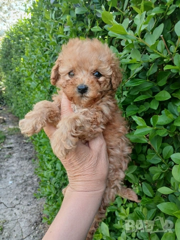 Той пудел- момиченце