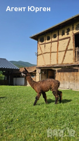 Тор от Лама , снимка 2 - Тор и почвени смеси - 52673557