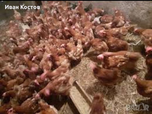 Червени кокошки носачки , снимка 2 - Кокошки и пуйки - 45118746
