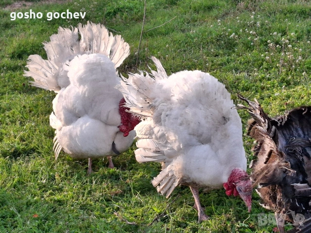 Домашни пуйки и пуяци
