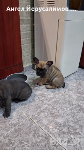 Уникални кученца френски булдог. , снимка 6 - Френски булдог - 53716204