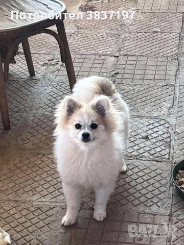 мини шпиц , снимка 4 - Померан - 52128128