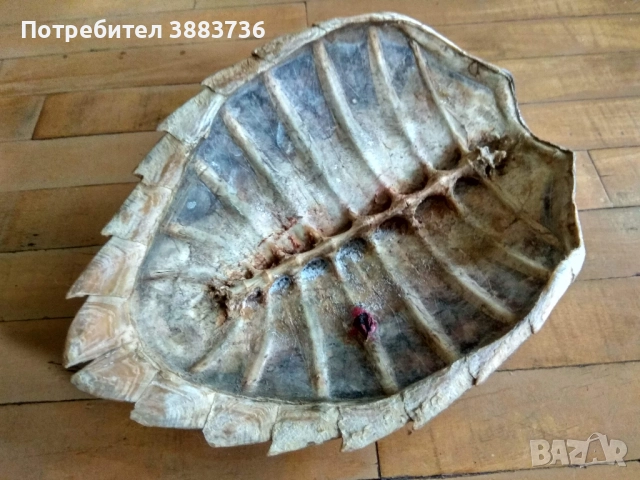 Коруби на морски костенурки, снимка 8 - Декорация за дома - 52330458