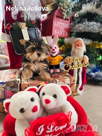 мини йоркширски териер, снимка 8 - Йоркширски териер - 52857178