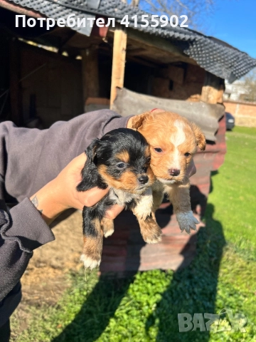 Кученца пинчер микс- дребни и сладки , снимка 7 - Пинчер - 52847028