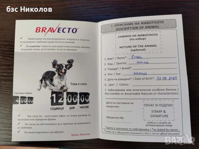Женско екзотично персийско коте на 4 месеца., снимка 11 - Персийска - 51485263