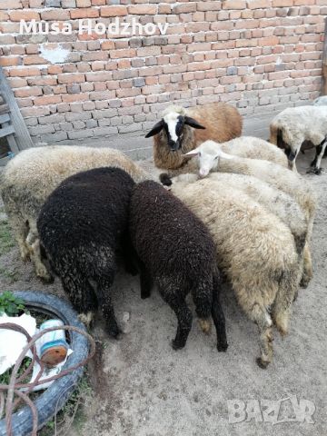 Продавам агнета , снимка 1 - Овце - 45560696