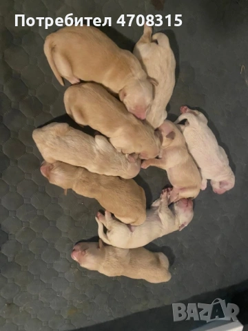 Голдън ретривър момченце ваксина, снимка 6 - Голдън ретривър - 54133887