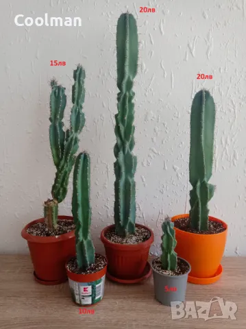 Кактуси Cereus , снимка 2 - Стайни растения - 42663589