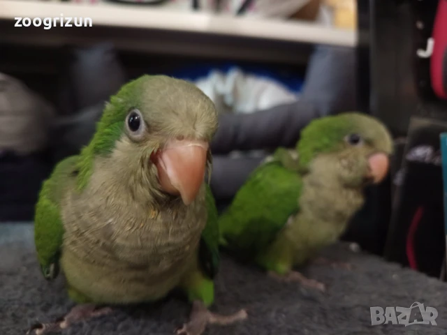 Средни папагалчета монаси, снимка 6 - Папагали - 51308145