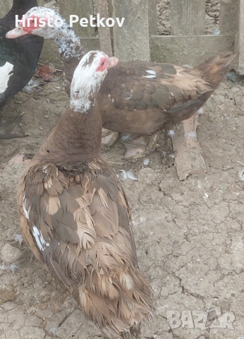 Продавам неми Патици и Патори , снимка 6 - Патици и гъски - 54097625