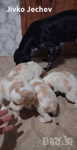 Бретон Шпаньол , снимка 7 - Бретон шпаньол - 52594458