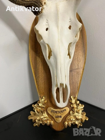 Трофей от Елен с дърворезбована поставка, лов и риболов, снимка 3 - Декорация за дома - 54239429