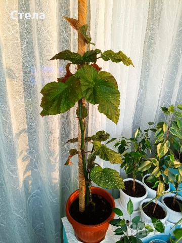 комплект цветя и други балконски цветя , снимка 3 - Стайни растения - 50585932