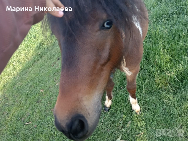 Своободно мъжко пони, снимка 2 - Коне - 50833552