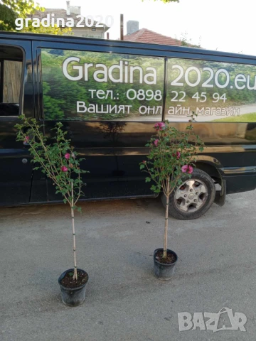 Хибискус Кичест - Щамба Цветове   Бала , Розова и Червена , снимка 4 - Разсади - 46653636