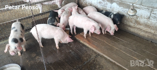 Малки прасета 18-25кг, снимка 4 - Прасета - 53454112