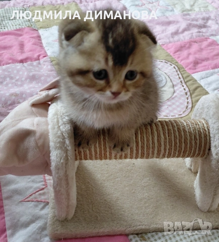 Шотландски мъжки. 