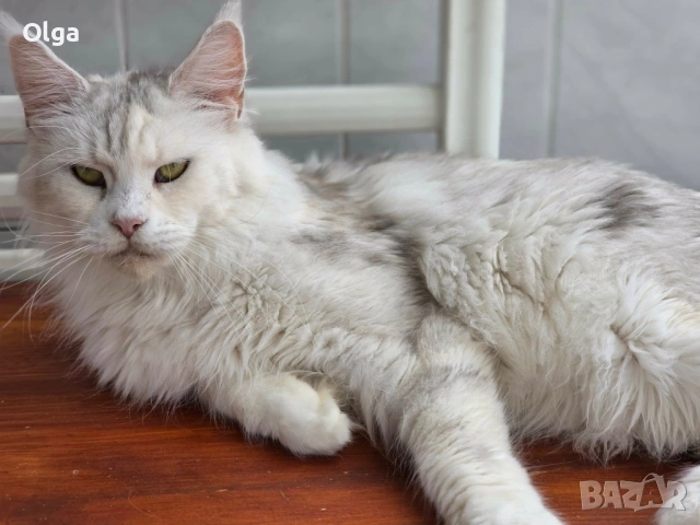 Женско котенце от породата Мейн Куун, снимка 4 - Мейн кун - 53939310