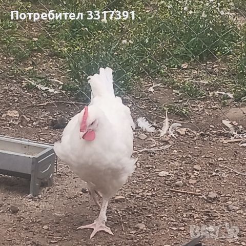 петлета легхорн изабела и оливия егер, снимка 3 - Кокошки и пуйки - 45383099