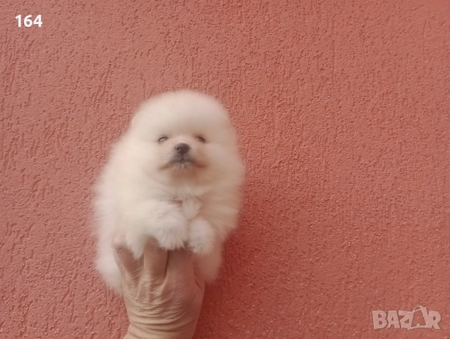 Померани. Момиче и момче. Реални снимки от 08.02.26 г, снимка 5 - Померан - 53316084