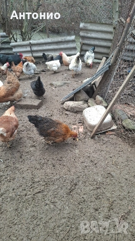 Кокошки и ярки бял лекхорни , снимка 2 - Кокошки и пуйки - 53510048