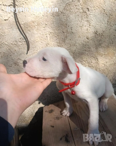 дого аржентин продава се*, снимка 2 - Дого аржентино - 52467327