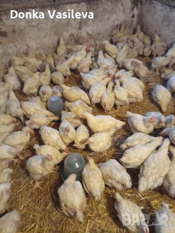 Пилета Бройлери , снимка 5 - Кокошки и пуйки - 53160896