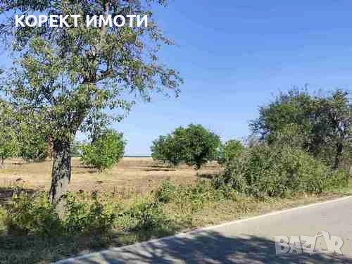 ПРОДАВА ОРЕХОВА ГРАДИНА в село Тодор Икономово