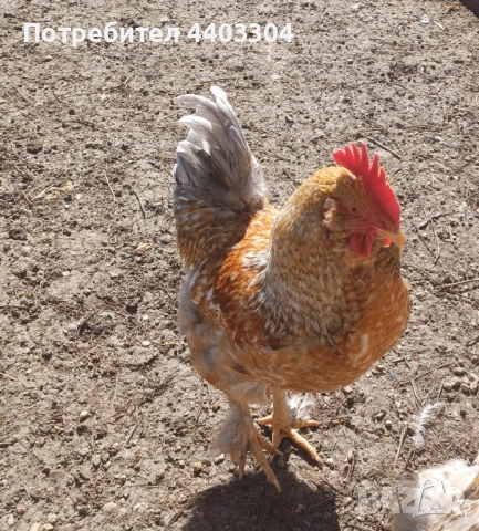 Петли , снимка 5 - други­ - 53854136