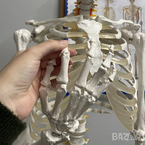 Макет на човешки скелет / Пластмасов анатомичен учебен скелет - 180 см, снимка 12 - Медицински консумативи - 53518464