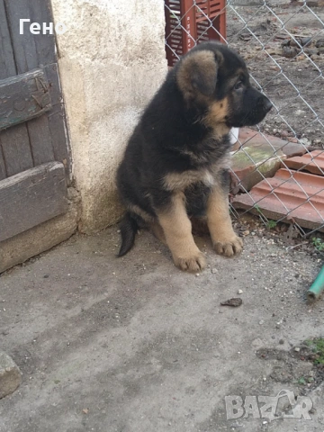 Продавам НОК, снимка 8 - Немска овчарка - 53309940