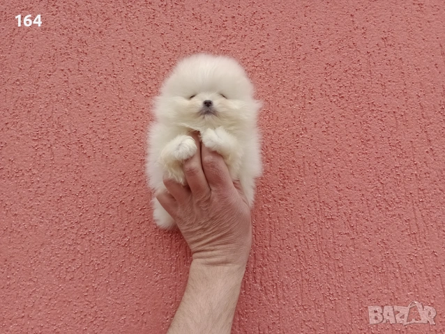 Миниатюрни чисто бели, мини Померани. Реални снимки !!!, снимка 8 - Померан - 54012750