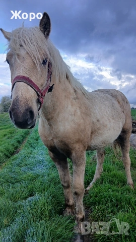 Тежковоз першерон женски, снимка 2 - Коне - 54079368