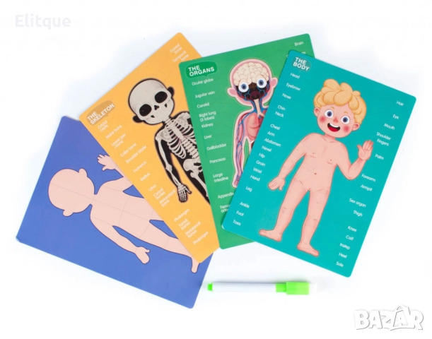 Магнитна дъска с човешкото тяло, снимка 4 - Образователни игри - 52743024