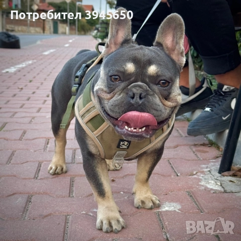 Мъжки френски булдог , снимка 2 - Френски булдог - 52656792