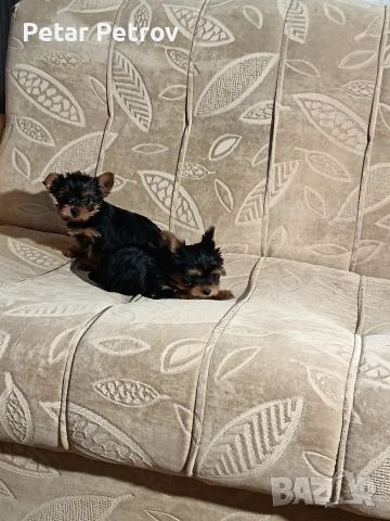 Йоркширски териер , снимка 13 - Йоркширски териер - 52983966