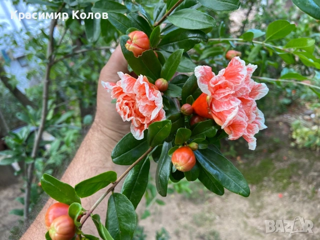 Декоративни видове нарове три цвята, растения, цъфтящи, дръвчета, снимка 6 - Градински цветя и растения - 53823765