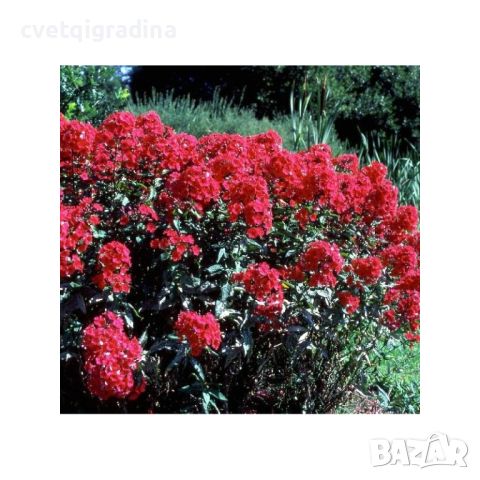 Phlox pan. Flame Red Флокс, снимка 2 - Градински цветя и растения - 45842380