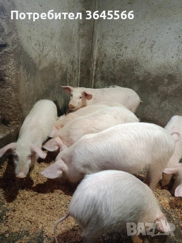 малки прасета, снимка 5 - Прасета - 52900634