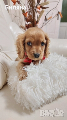 кокер шпаньолчета 