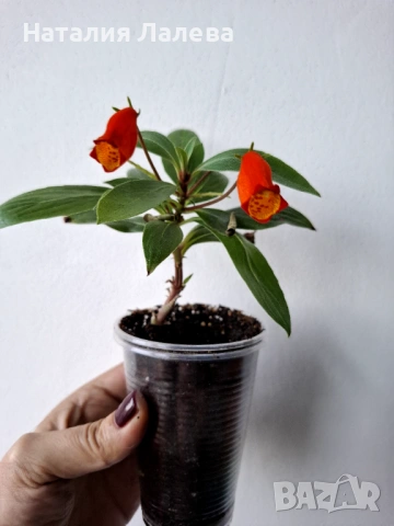 Сиимания, seemannia sylvatica