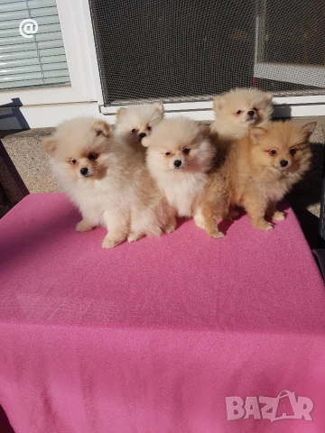 Померан померанчета померани Гр. София 