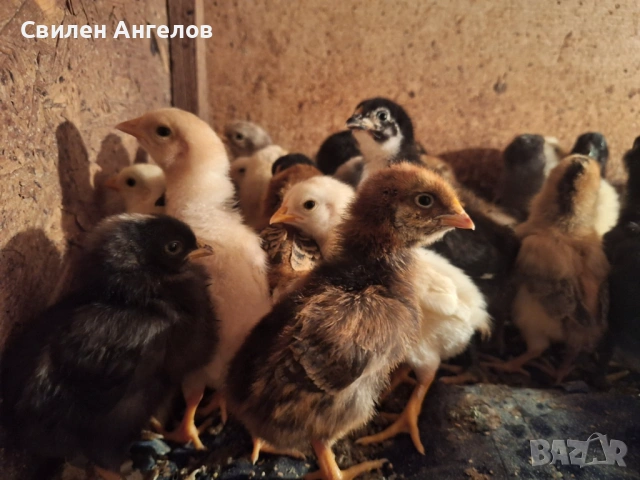 Пилета селска кокошка