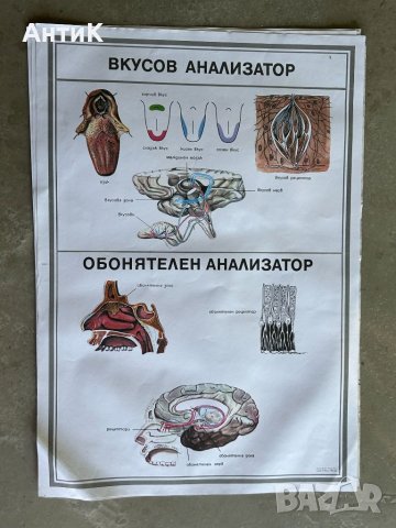 Учебни Медицински Плакати Постери, снимка 3 - Антикварни и старинни предмети - 46269420
