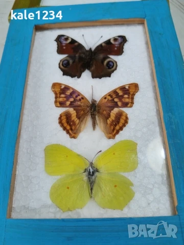 Пеперуди. Препарирани. Рамка. Естествени. Ръчно изработени , снимка 6 - Декорация за дома - 50602663